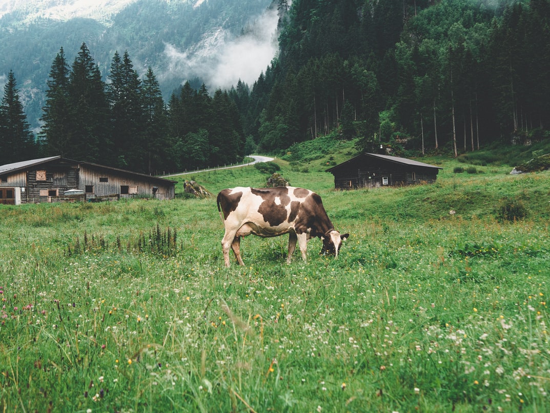 Off Grid Farm Livestock Off Grid Farm Livestock